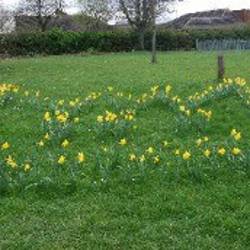 Dafodils planted in the shape of a crown image 2