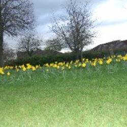 Dafodils planted in the shape of a crown image 3