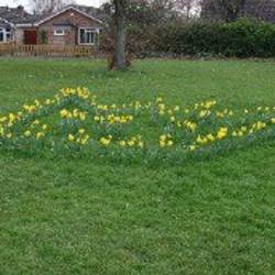 Dafodils planted in the shape of a crown image 1