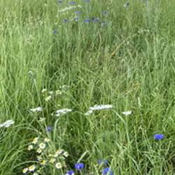 Photo of flowers at the playing fields wild area