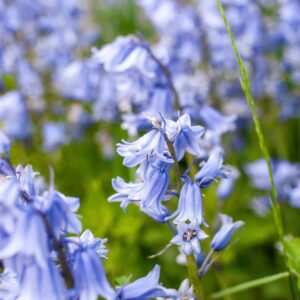 Photo showing bluebells