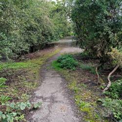 Dog-Walk-1.jpg