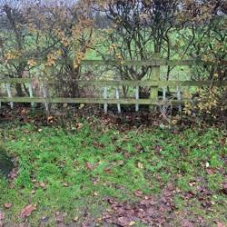 Hedgerow with fence showing newly planted trees