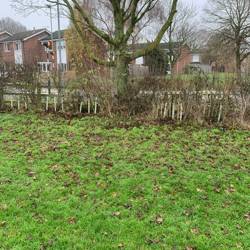 Wide shot of a hedgerow with fence showing newly planted trees