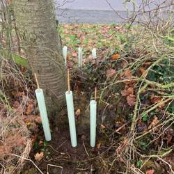 New trees planted in front of an older tree