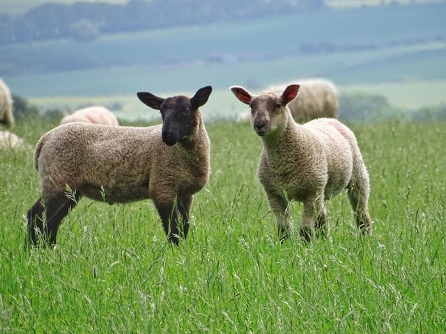Lambs in a field