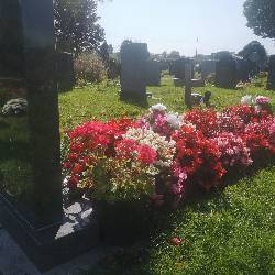 Image of a grave filled with colourful flowers