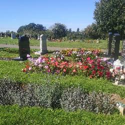 An image of several graves arranged in a line