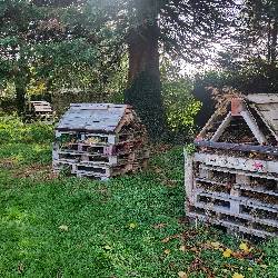 Bug Hotels 1.jpg