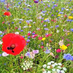 Winner_Thornbury-in-Bloom_Colin-Sheppard-scaled.jpg